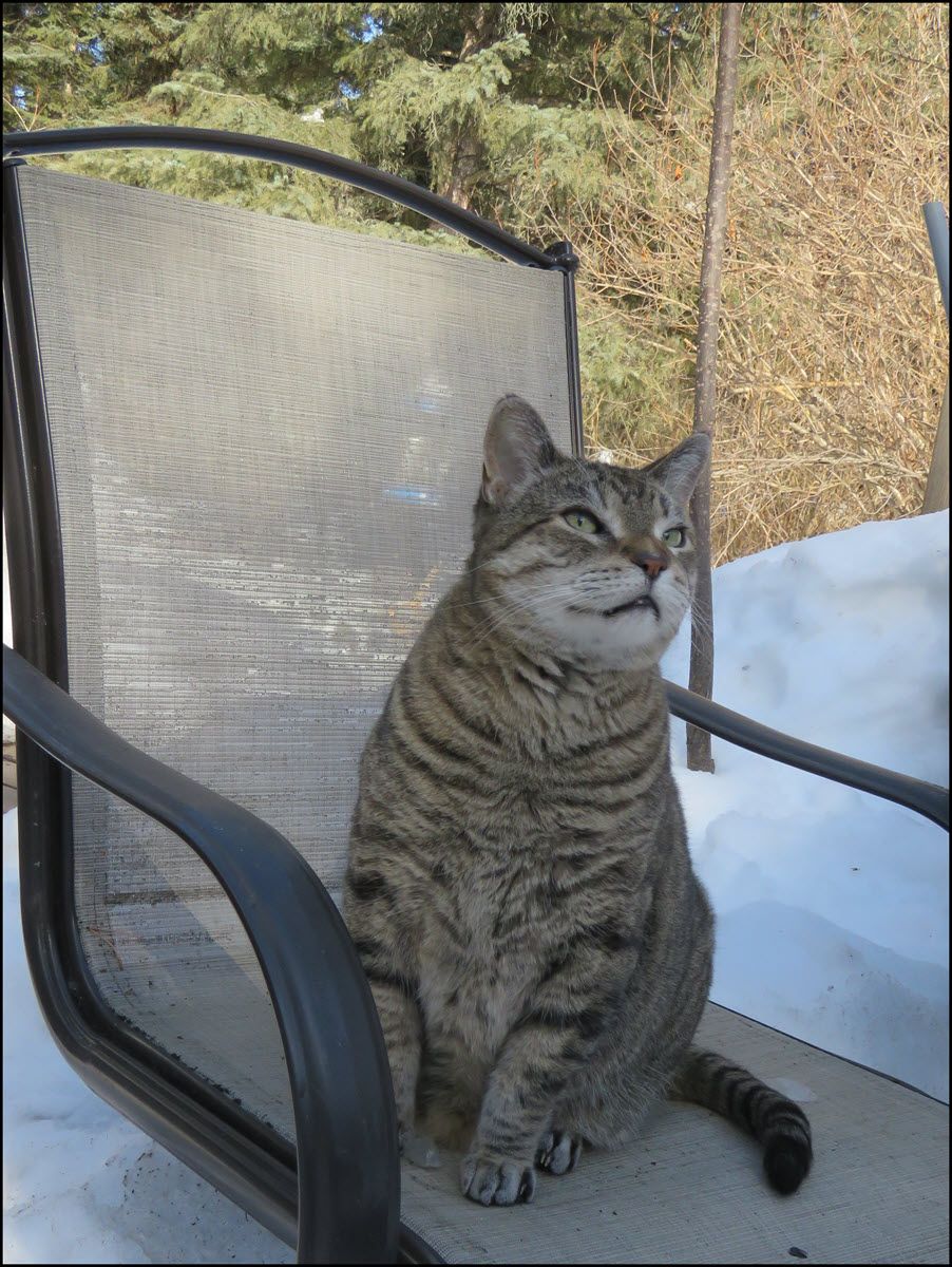 JJ on chair sniffing fresh air.JPG