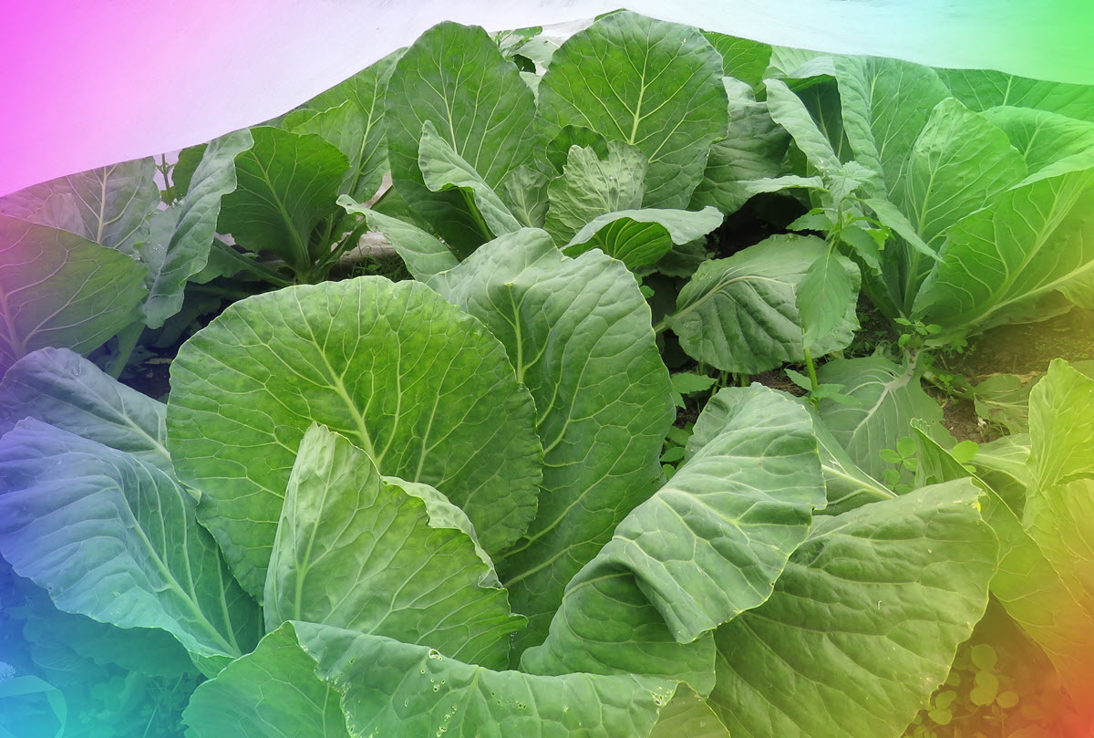 cabbage plants.JPG