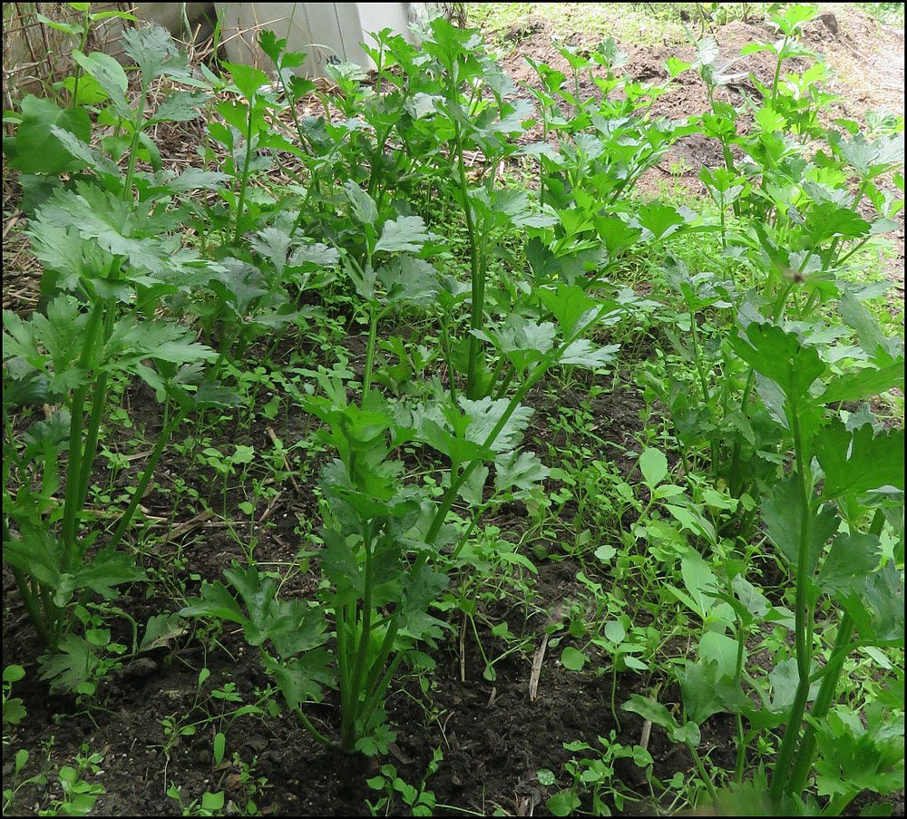 celery plants.JPG