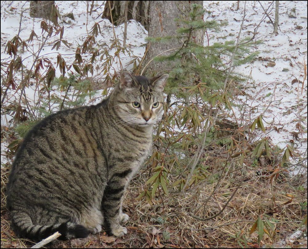 JJ sitting by young spruce tree.JPG