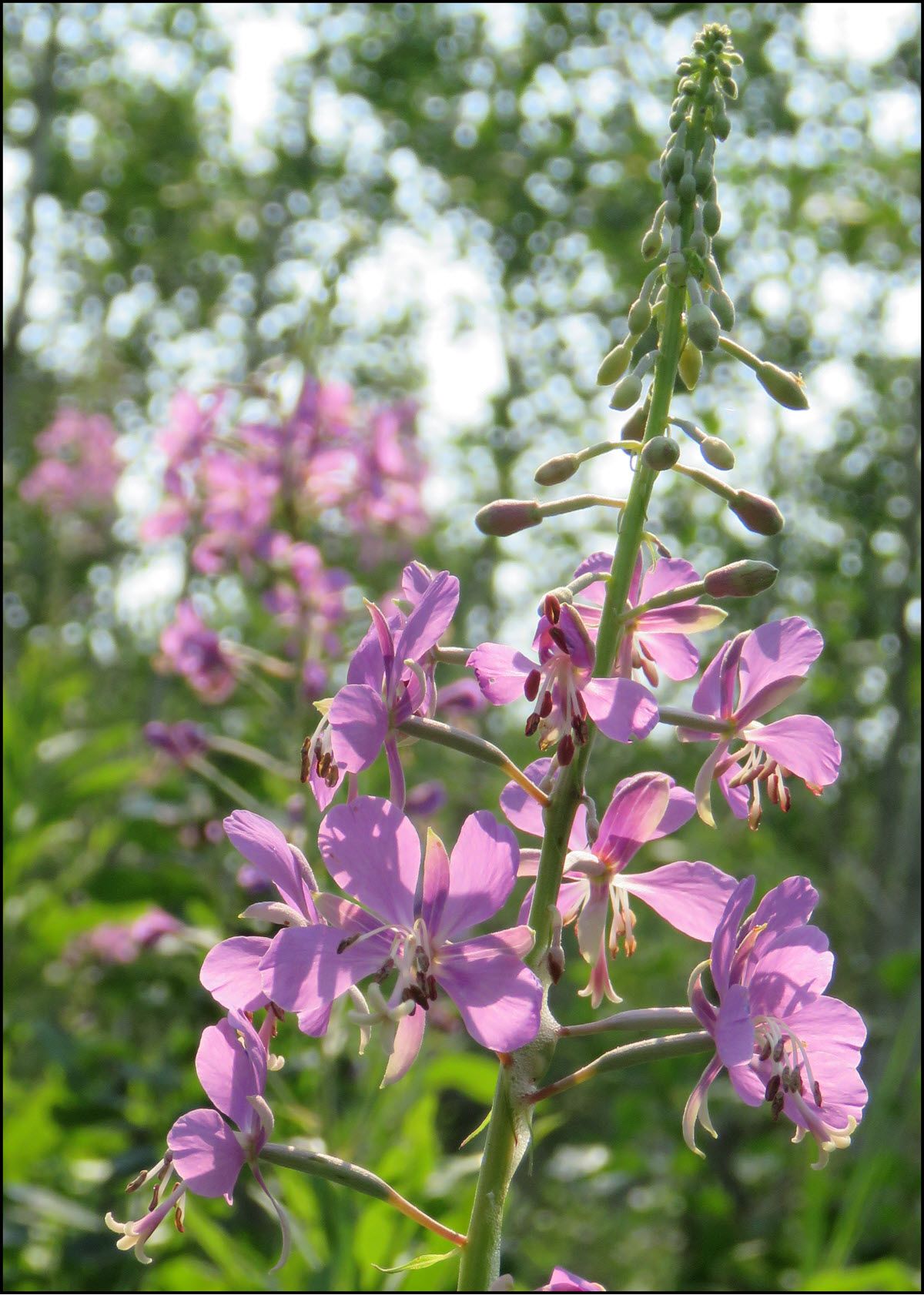 close up fireweed blossom.JPG