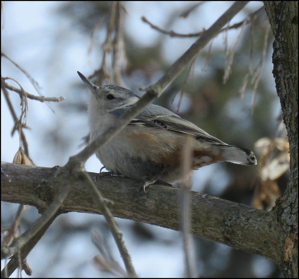 close up white breasted nuthatch.JPG