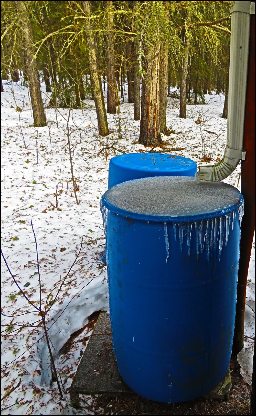 icicles on rain barrel.JPG