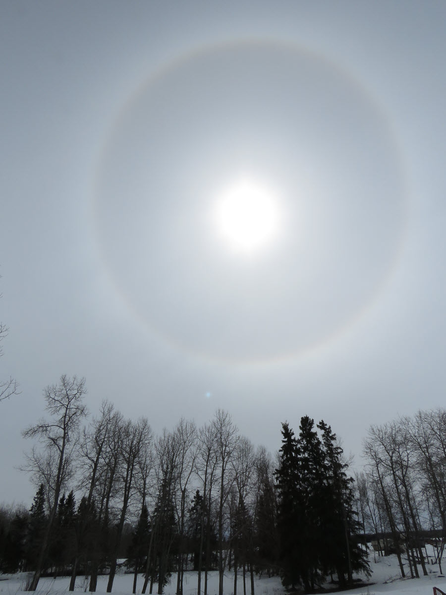 ring around sun over spruce and poplar trees.JPG