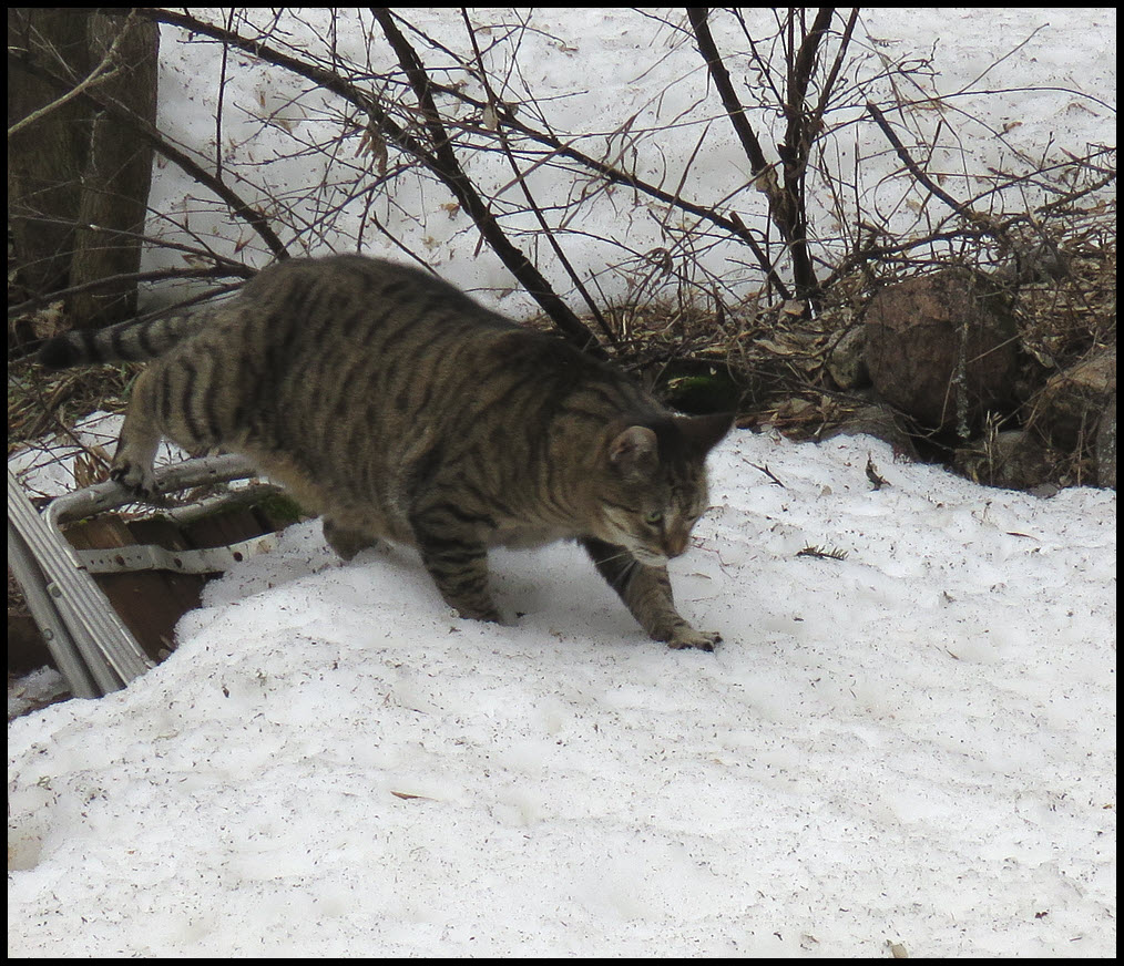 JJ walking onto snow.JPG