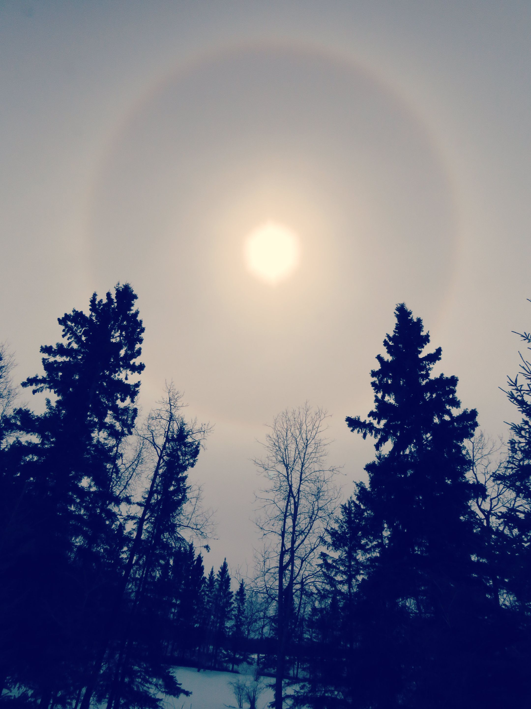 ring around sun over trees in orange tint.JPG