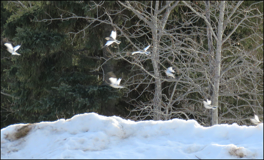 7 snow bunting taking flight off snow mound.JPG