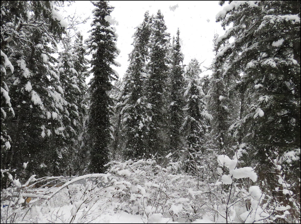 snowy scene looking towards hoop house with snow flakes.JPG