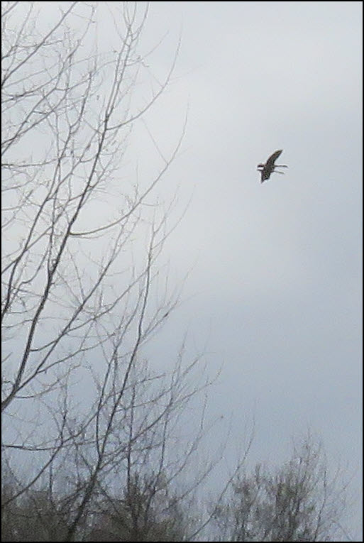 pair of geese flying over trees.JPG