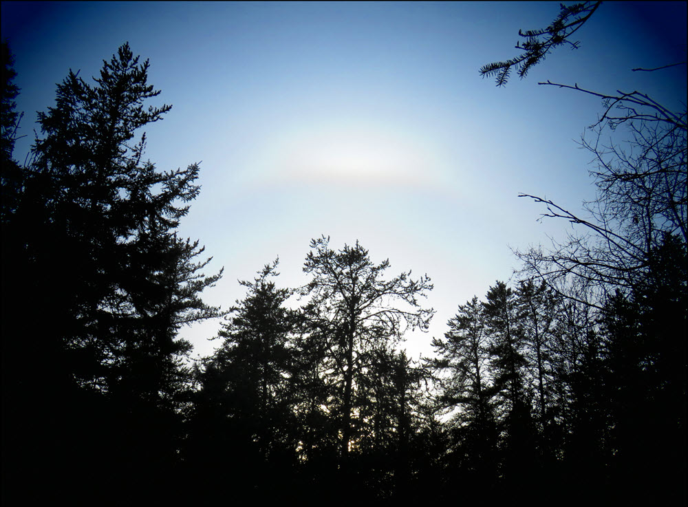 ring above tree sihouettes.JPG