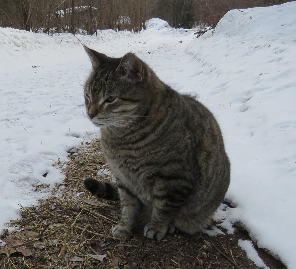 JJ on bare patch of snowy lane.JPG