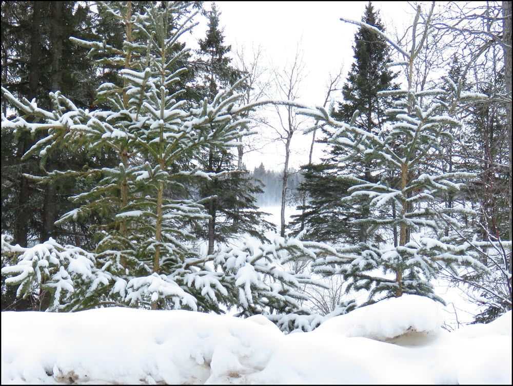 snow on young spruce.JPG