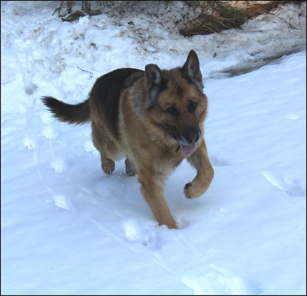 Bruno running through snow.JPG