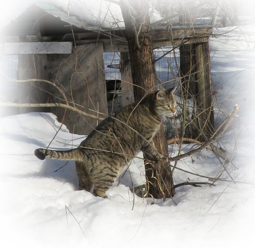 JJ standing on tree branch in snow.JPG