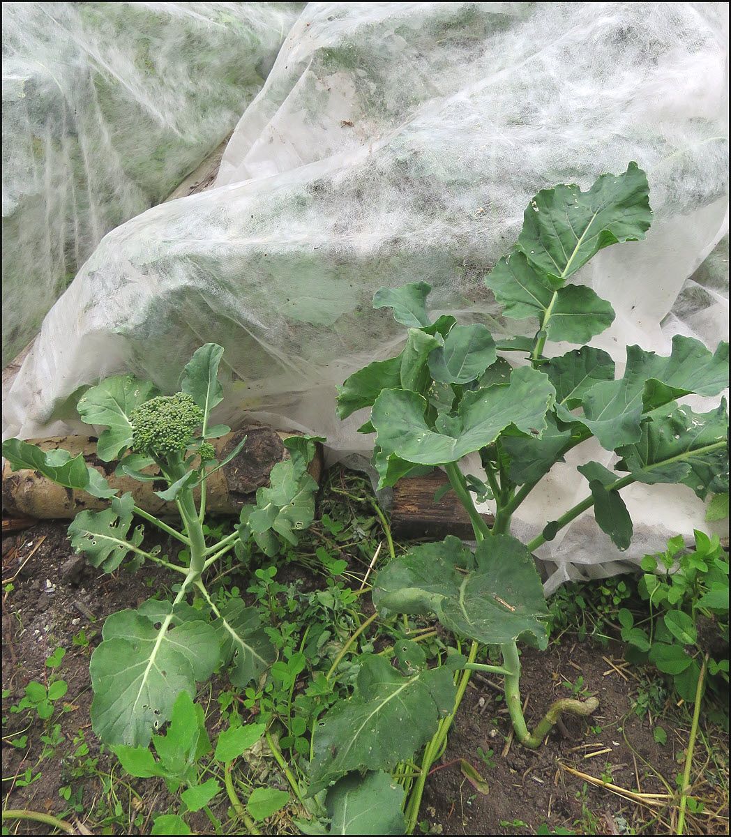 broccolli plants.JPG