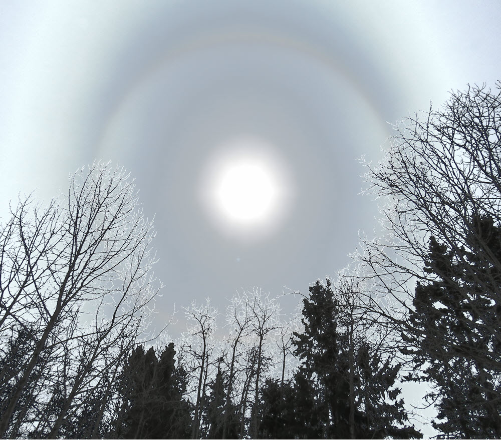 filtered view gives frosted look to trees under sun with ring around it.JPG