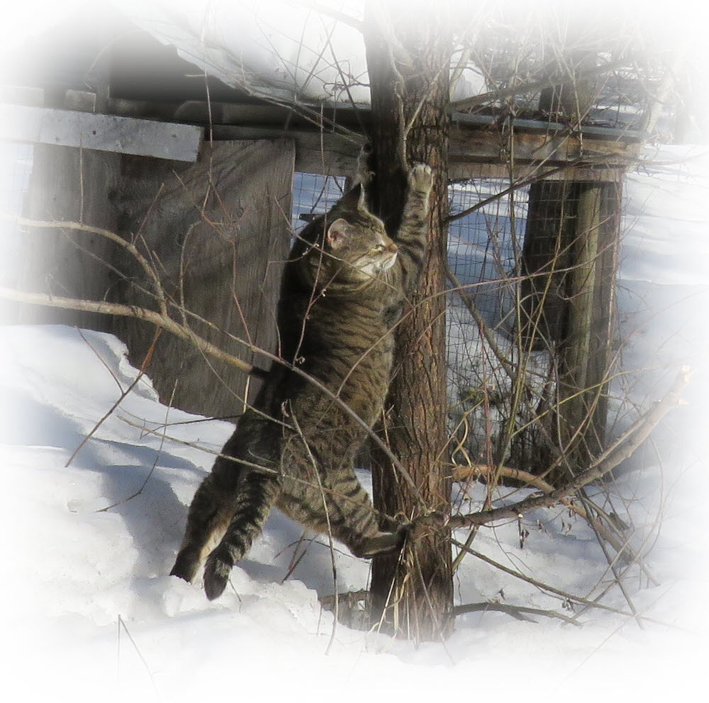 JJ part way up tree 1 foot on snow.JPG