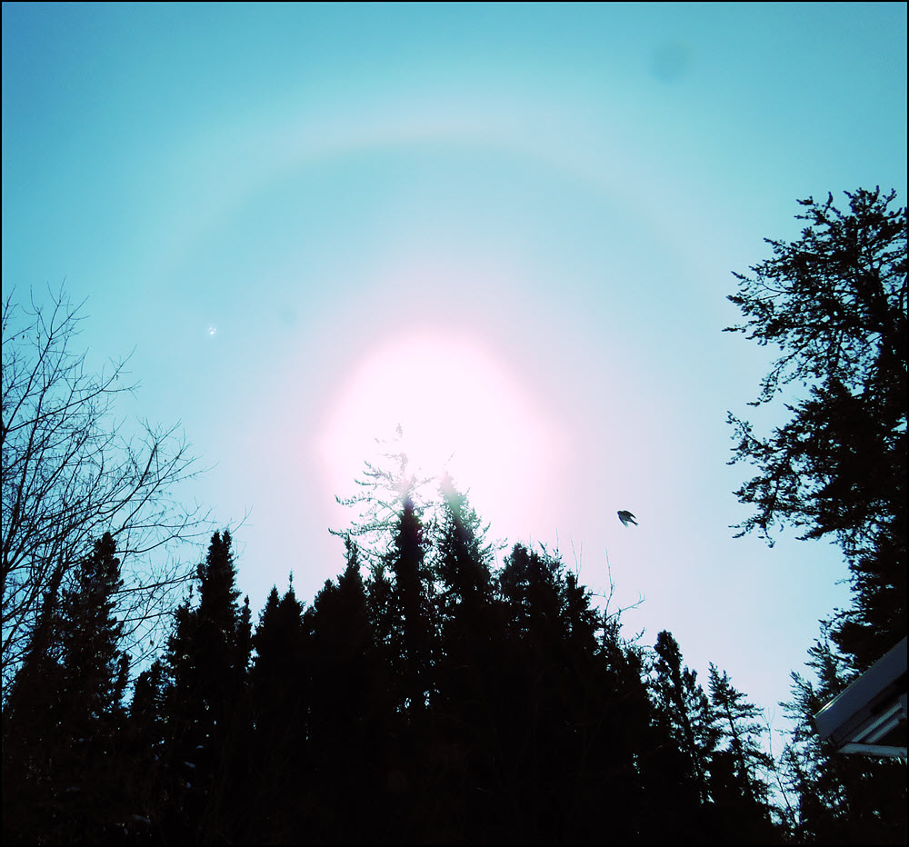bird flying towards ringed sun.JPG
