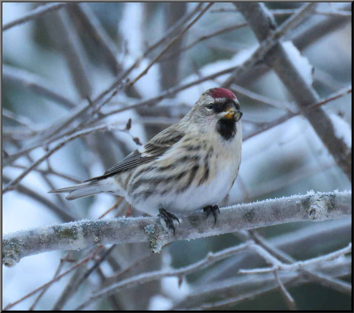 close up redpoll sitting on branch.JPG