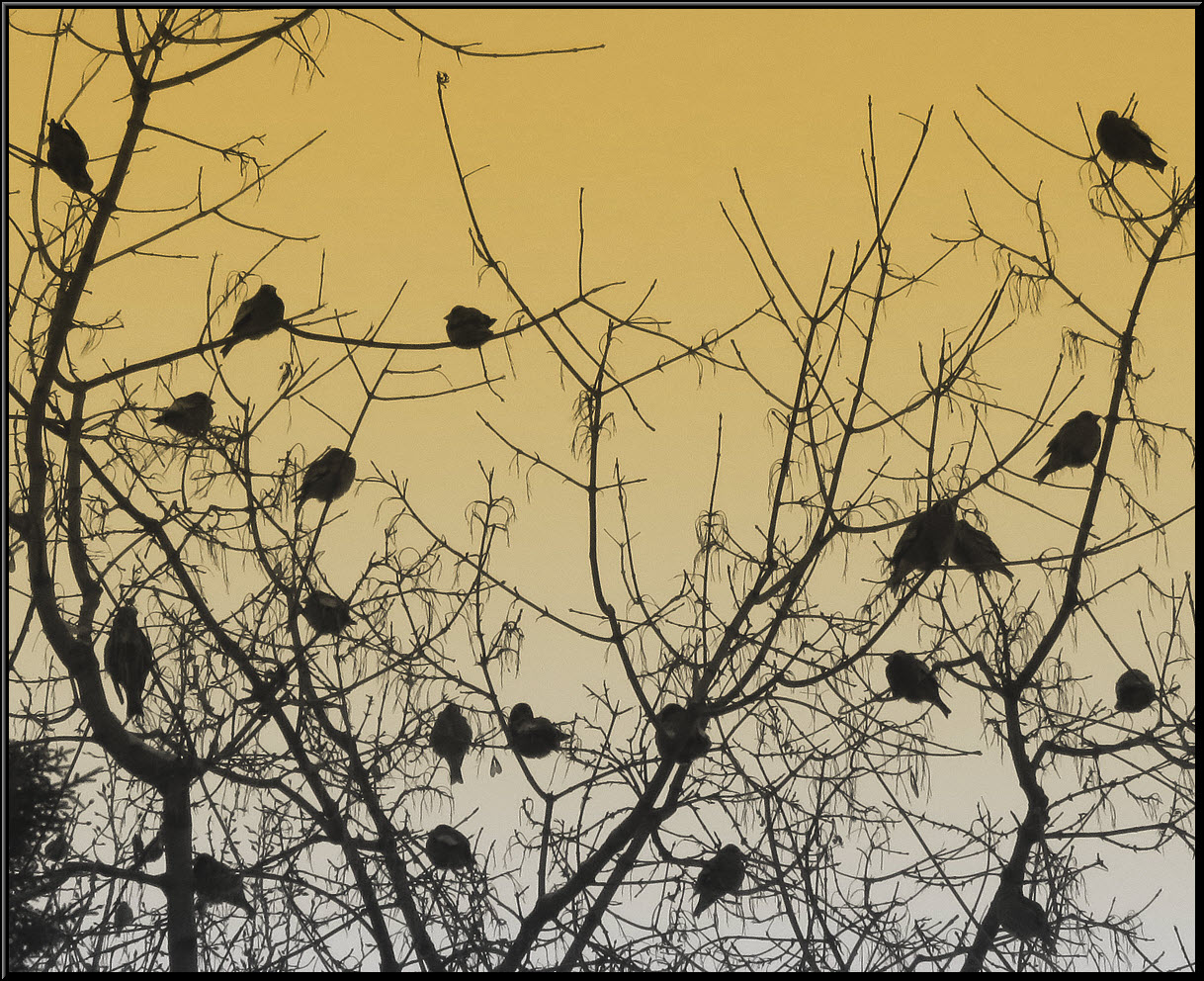 large flock of grosbeaks in maple tree.JPG