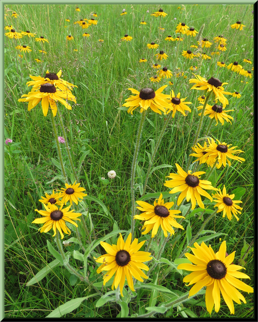 patch of black eyed susans.JPG