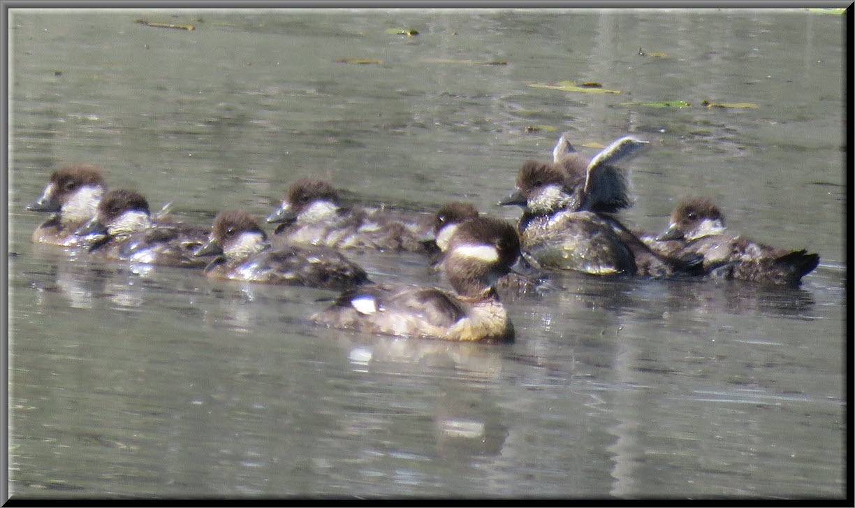Momma Bufflehead duck in front of her group of ducklings 1 stretching its wings.JPG