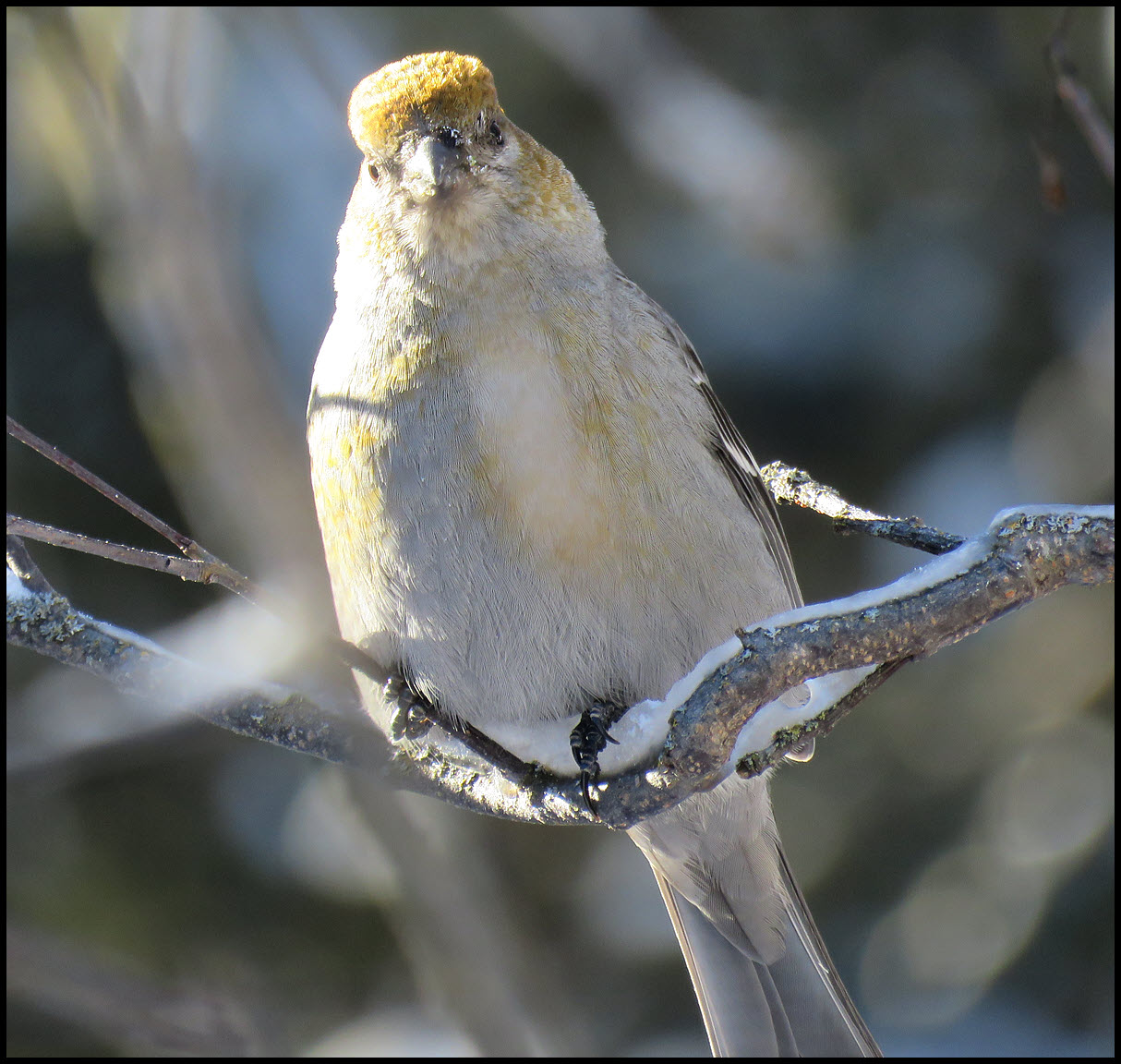 close up female evening grosbeak looking at me.JPG
