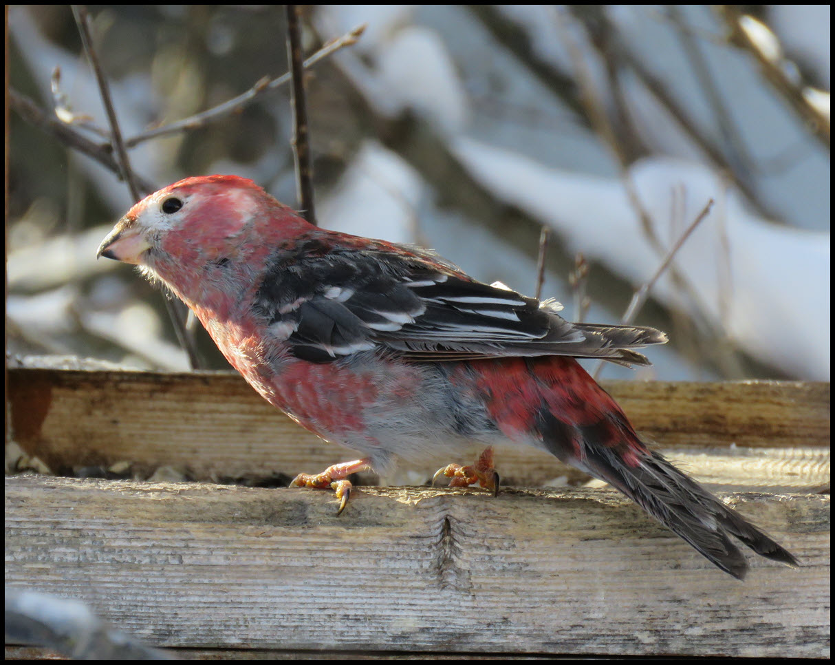 close up juevenile pine grosbeak at feeder.JPG