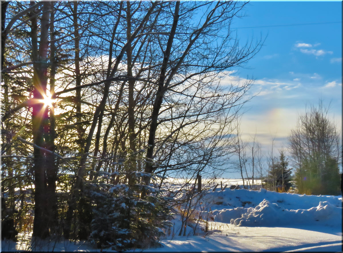 sunrays shining thru poplar trees with sundog in other part of sky.JPG
