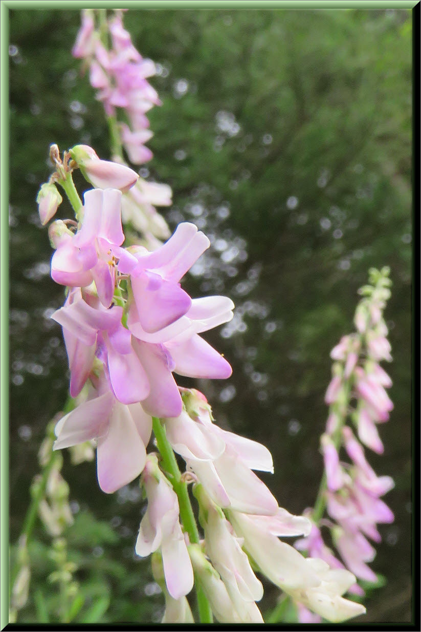 close up vetch flower.JPG