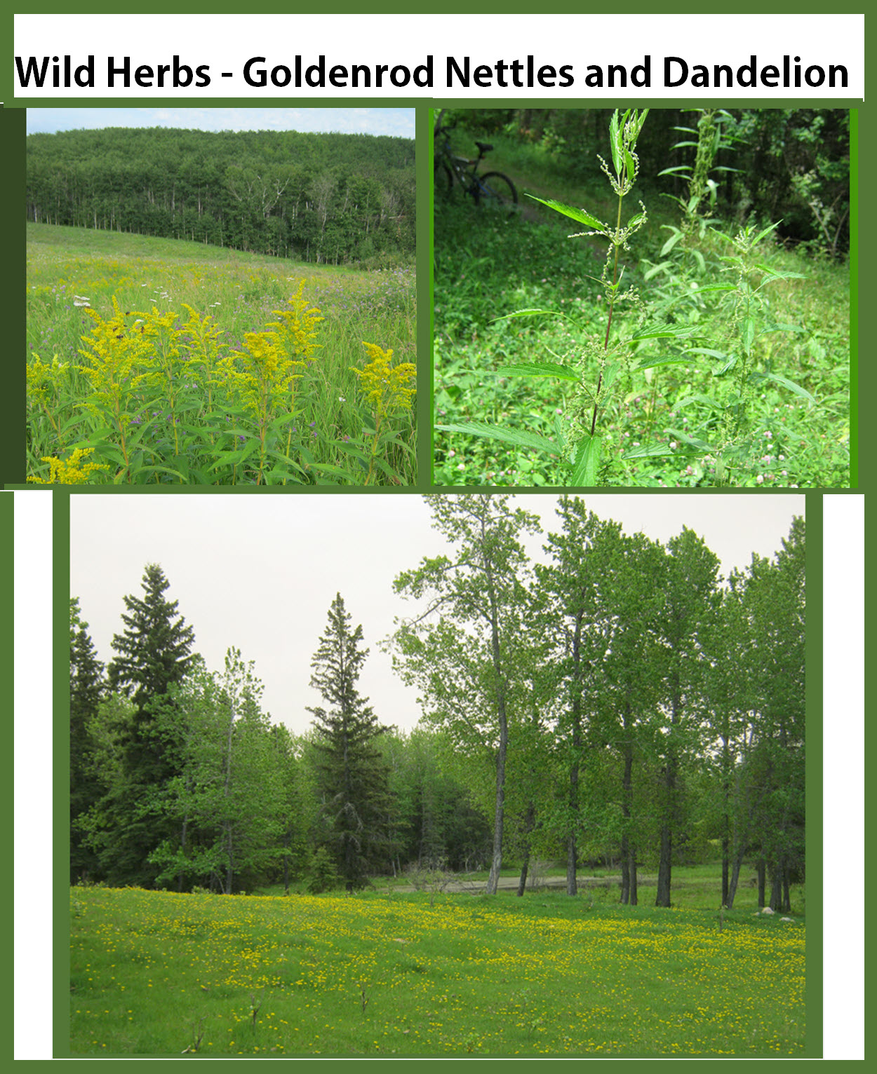 wild herbs nettle goldenrod and dandelion.jpg