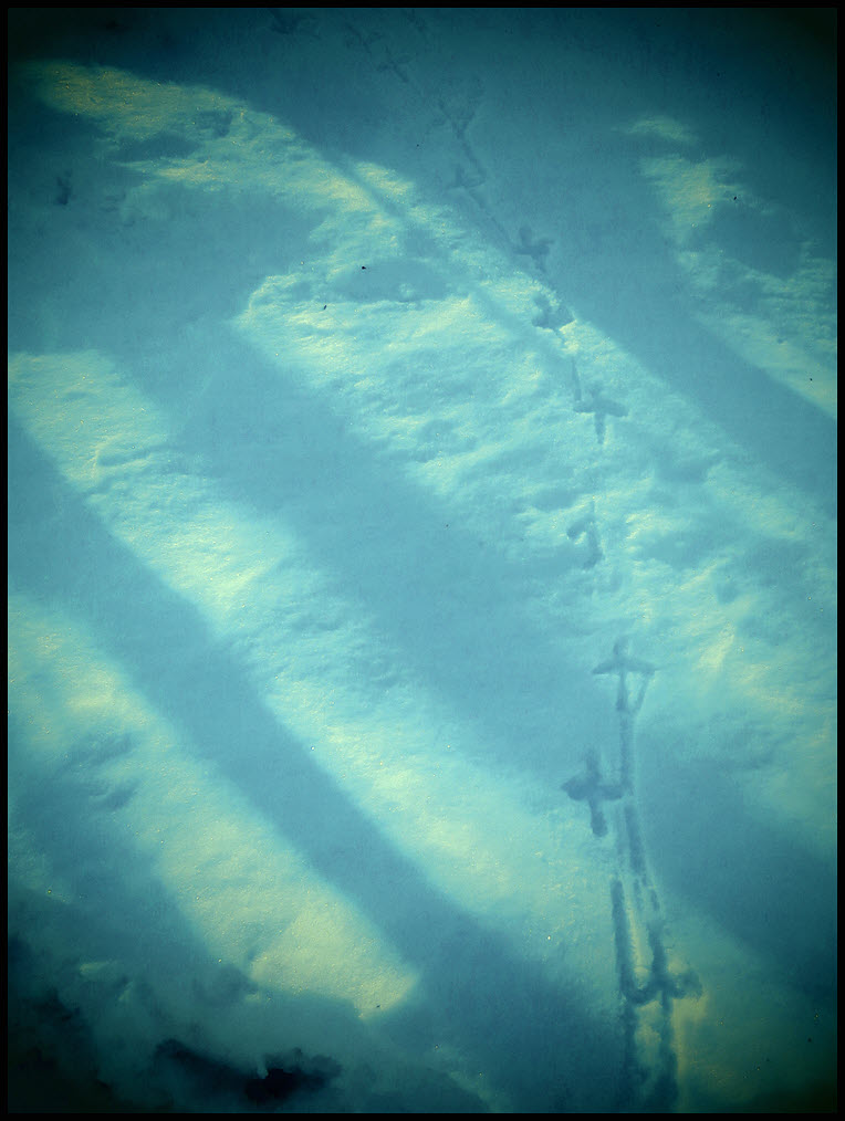 spruce grouse prints.JPG