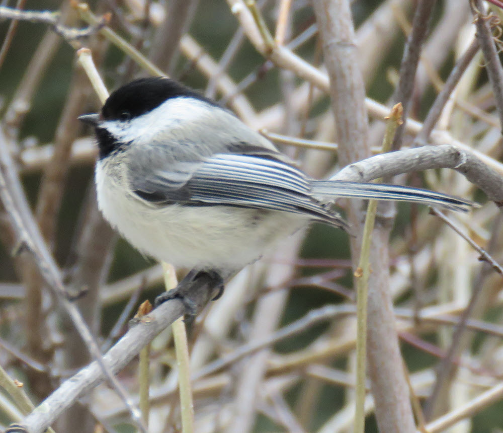 close up chickadee.JPG