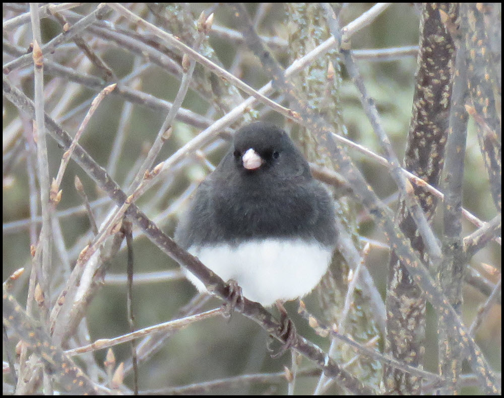 junco on branch looking at me.JPG
