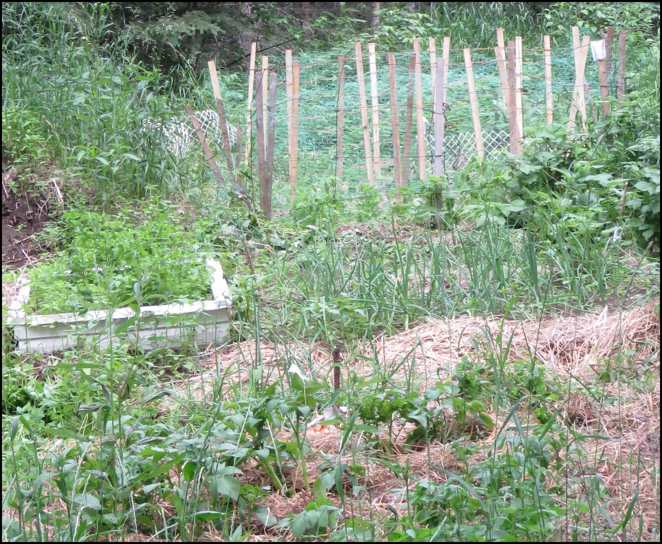 middle garden potatoes onions peas and mint.JPG