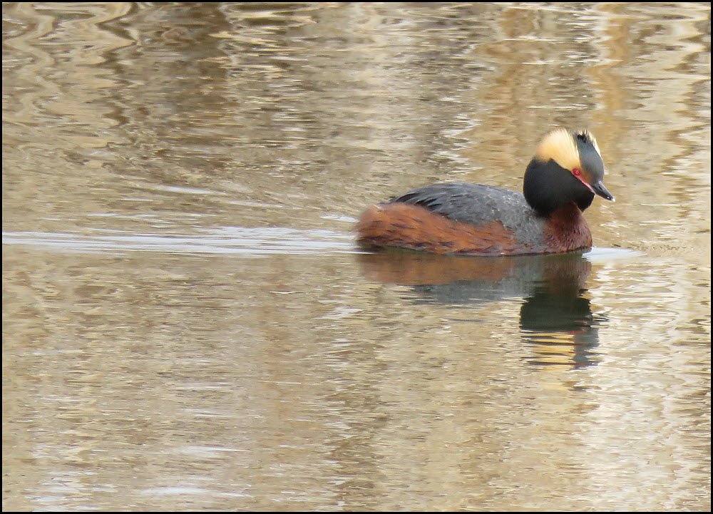 hooded grebe swimming in the water.JPG