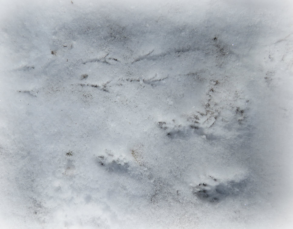 bird prints and squirrel prints.JPG