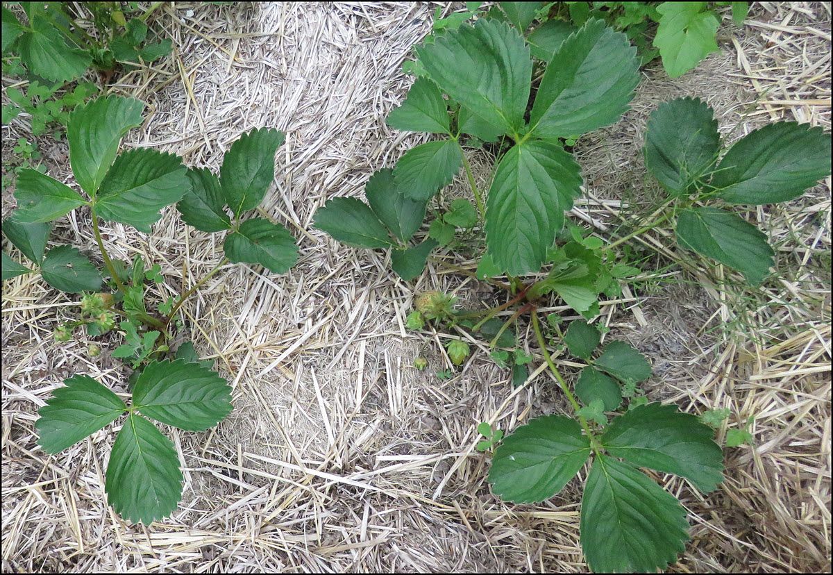 strawberry plants.JPG