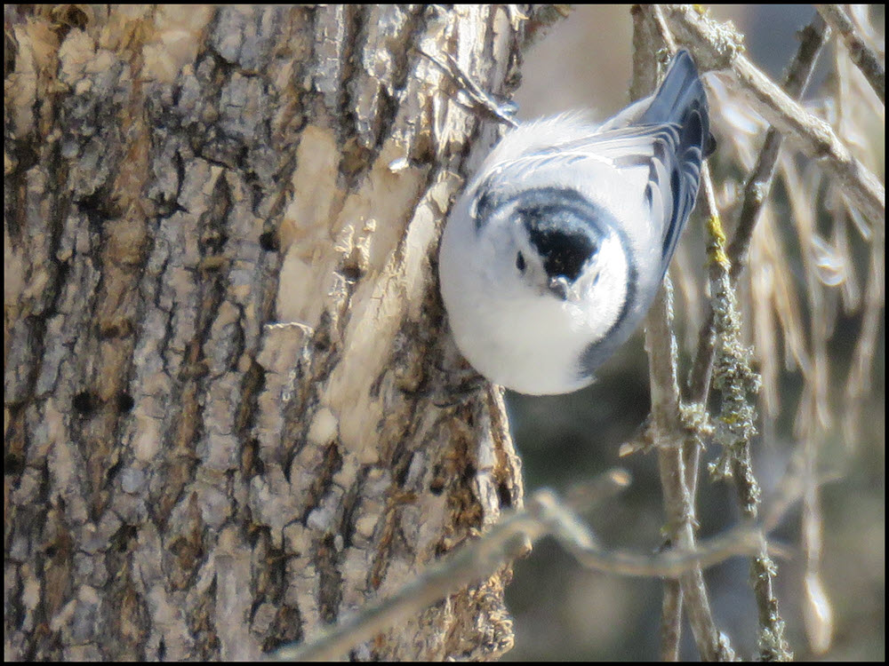 close up nuthatch on tree trunk.JPG