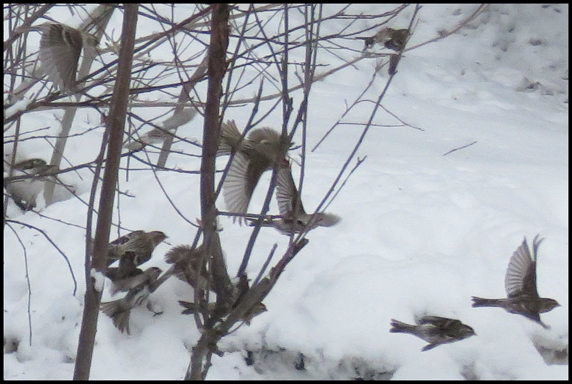 close up flock of redpoll in flight.JPG