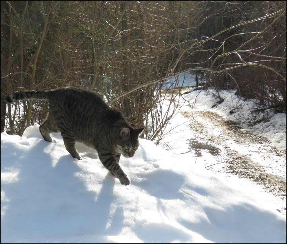 JJ walking down snowbank.JPG