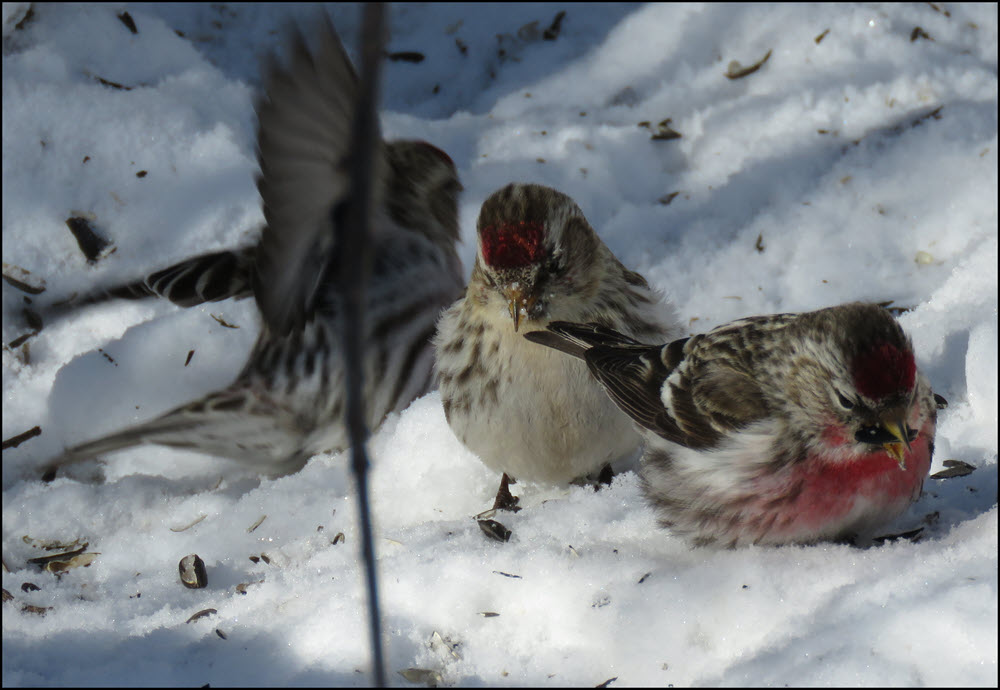 3 redpolls on snow looking for seeds.JPG