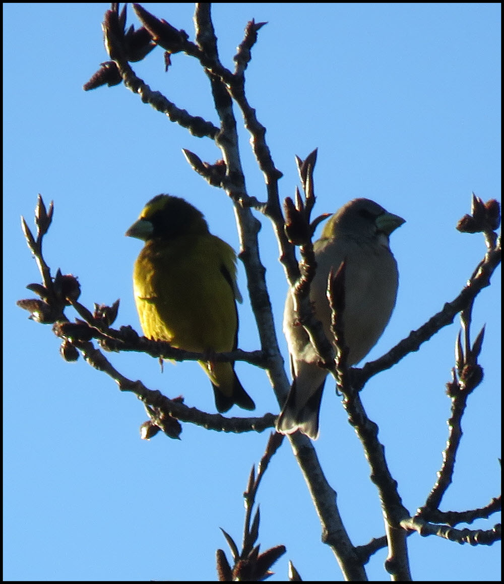 close up pair of grosbeaks in the poplar tree.JPG