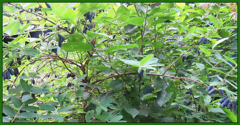 haskap bush full of berries.JPG