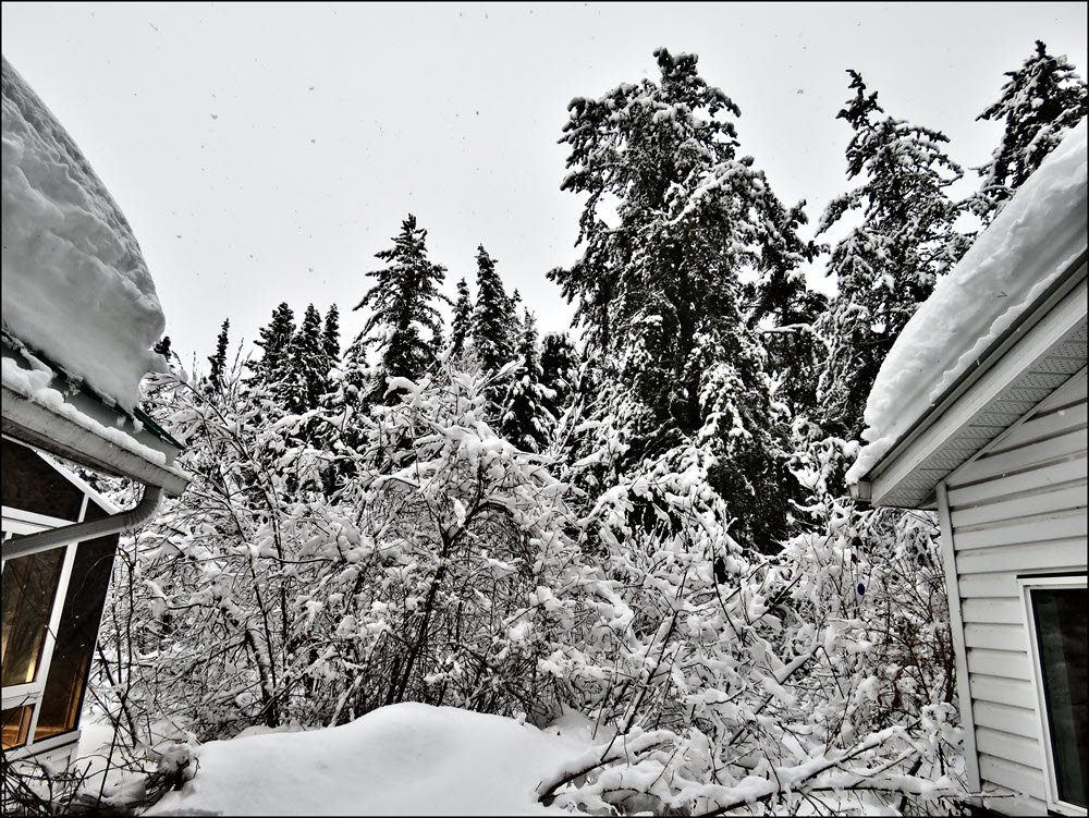 snowy scene from back door.JPG