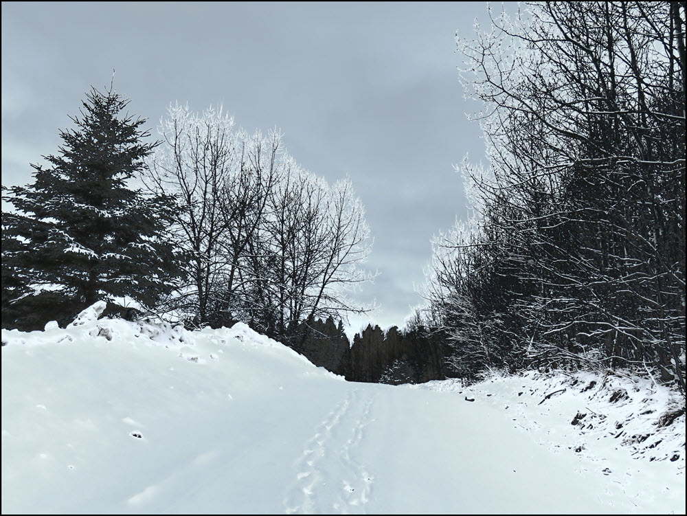 highlighted winter scene down road.JPG