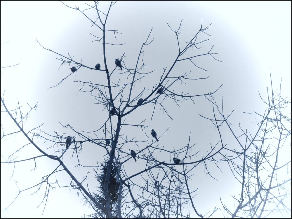 focused view redpoll silhouettes in tree.JPG