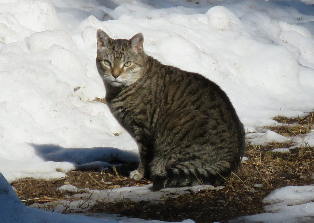 JJ on bare patch among snow.JPG