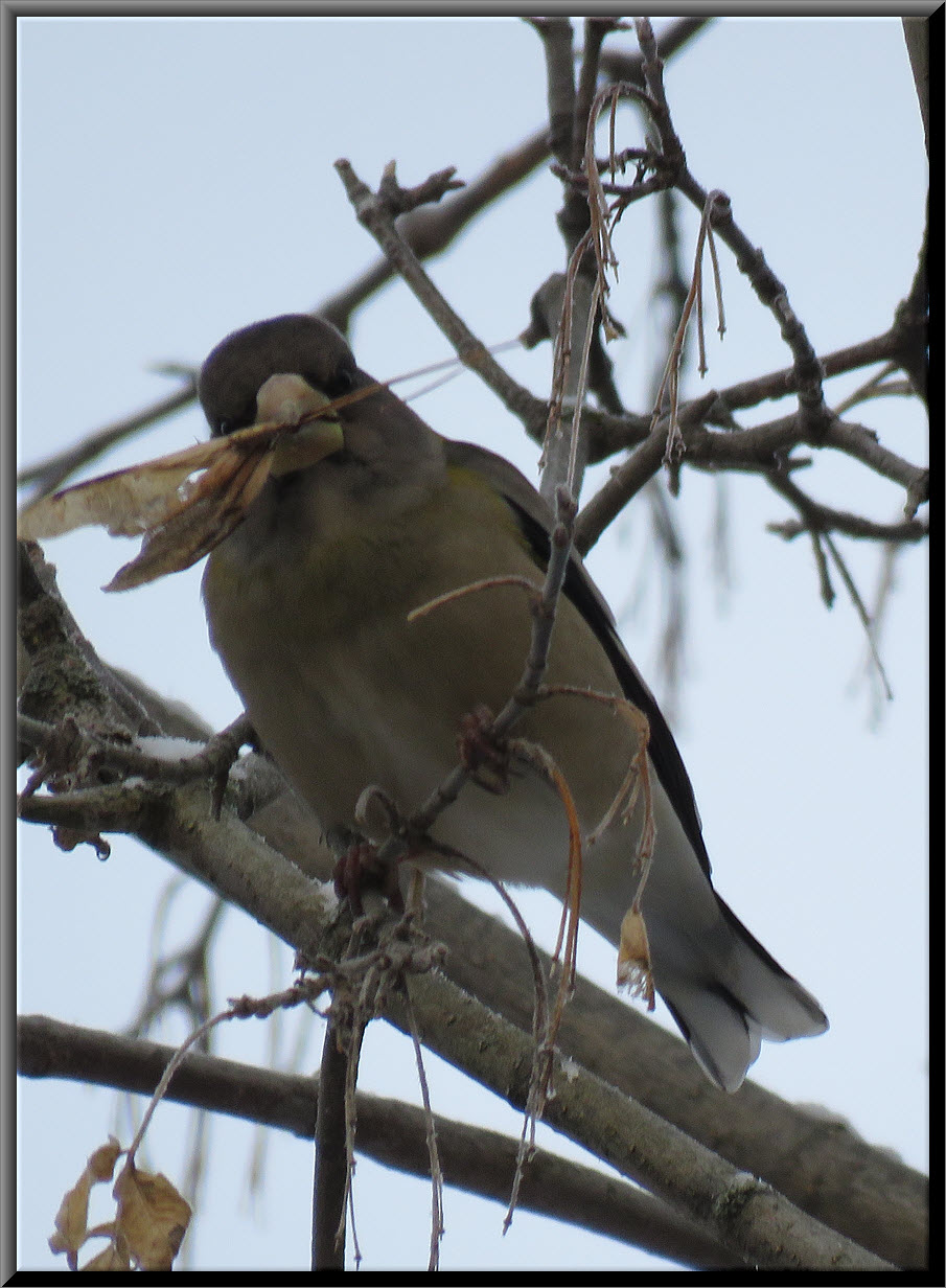 close up evening grosbeak with maple seed in beak.JPG
