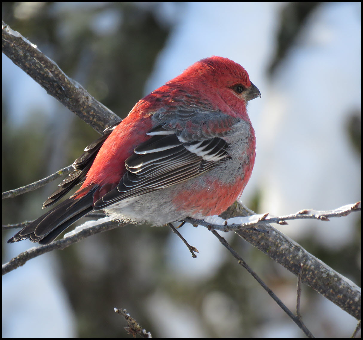 close up side view male pine grosbeak.JPG